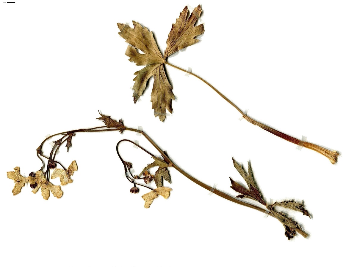 Ranunculus platanifolius (Ranunculaceae)